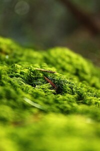 nature
