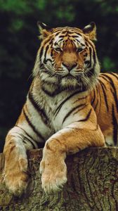 animals