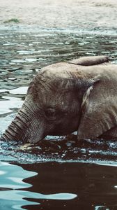 animals