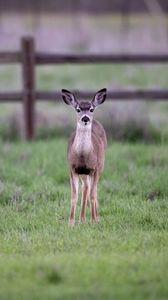animals