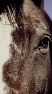 animals