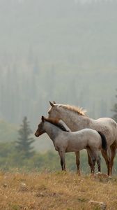 animals