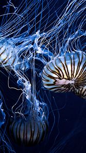 animals
