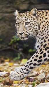 animals
