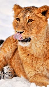 animals