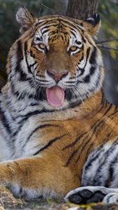 animals