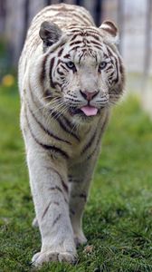 animals
