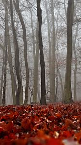 nature