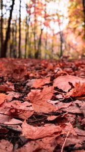 nature