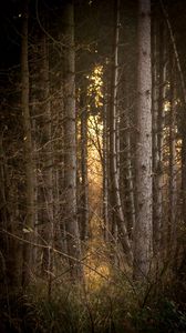 nature