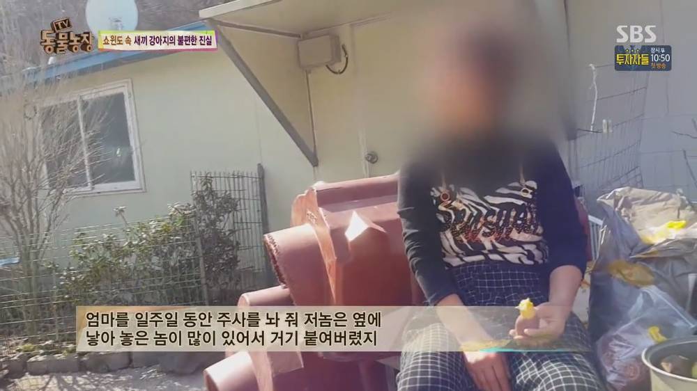 107.jpg [스압, 약혐] 오늘자 동물농장 강아지 공장의 실체