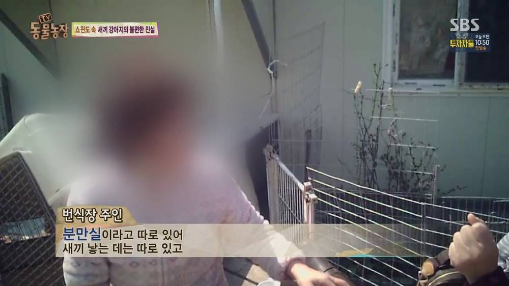 61.jpg [스압, 약혐] 오늘자 동물농장 강아지 공장의 실체