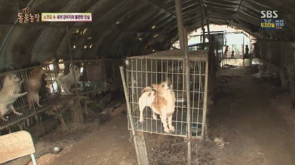 19.jpg [스압, 약혐] 오늘자 동물농장 강아지 공장의 실체