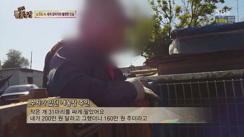 15.jpg [스압, 약혐] 오늘자 동물농장 강아지 공장의 실체