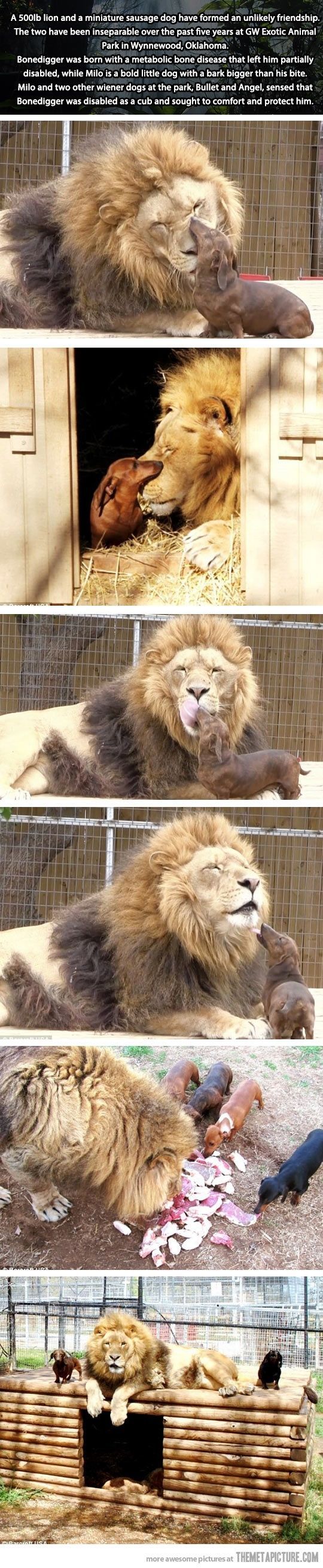 종을 초월한 동물들의 우정