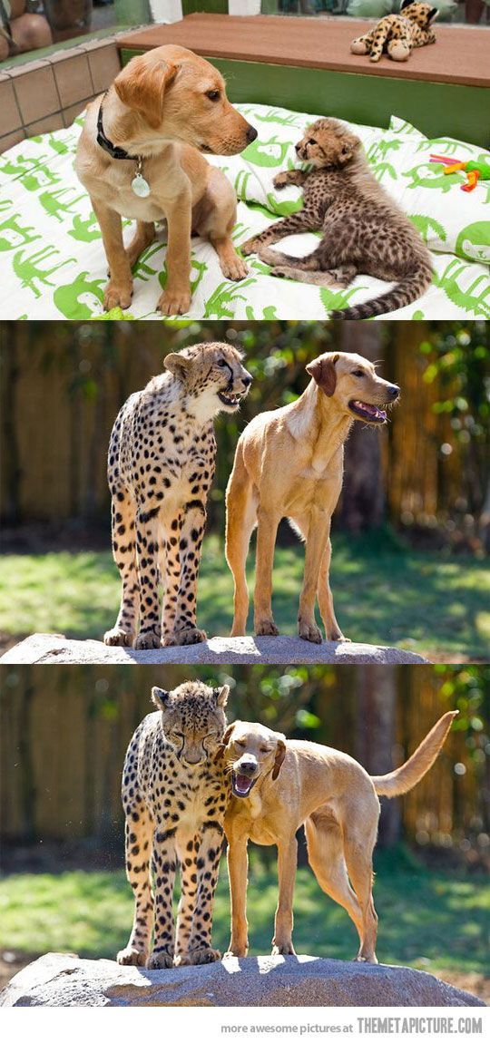 동물간 종을 초월한 우정