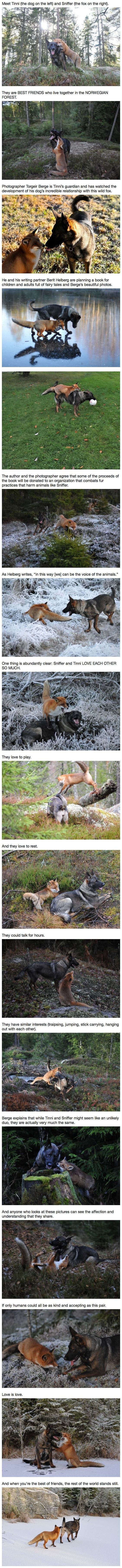 동물간 종을 초월한 우정