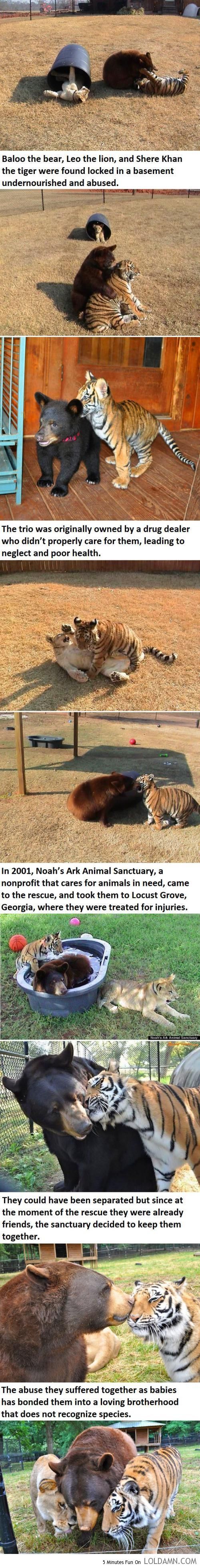 동물간 종을 초월한 우정