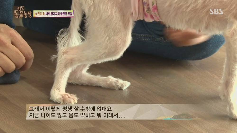 4.jpg [스압, 약혐] 오늘자 동물농장 강아지 공장의 실체