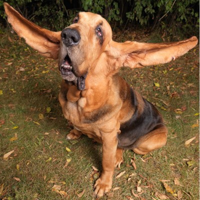 Longest Dog Ears