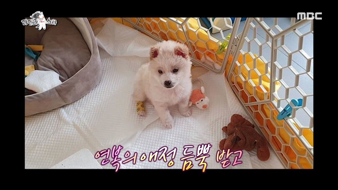 안락사 이틀 남긴 유기견을 입양