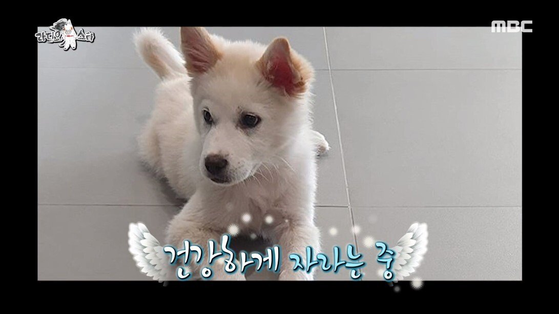 안락사 이틀 남긴 유기견을 입양