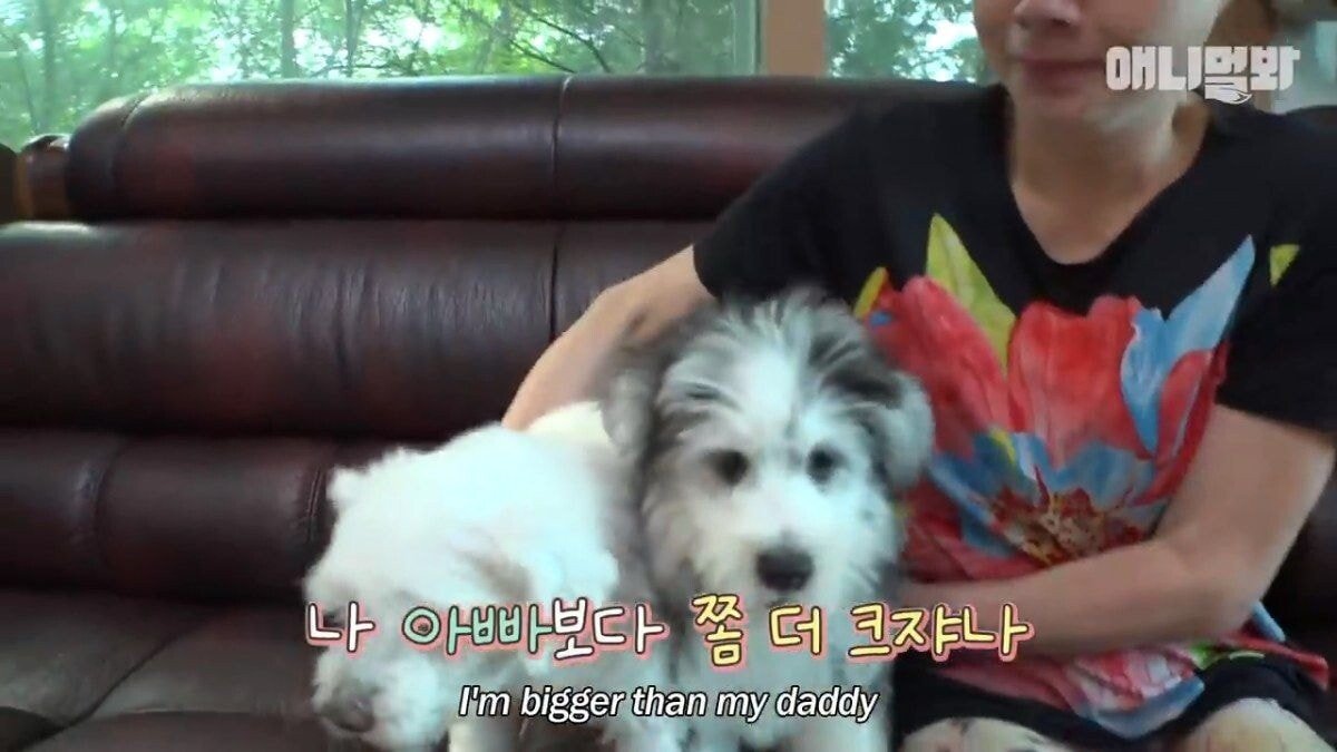 희귀 견종 말스키