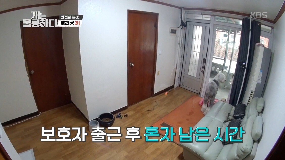 혼자 살면서 개 키우는 주인에게 빡친 강형욱