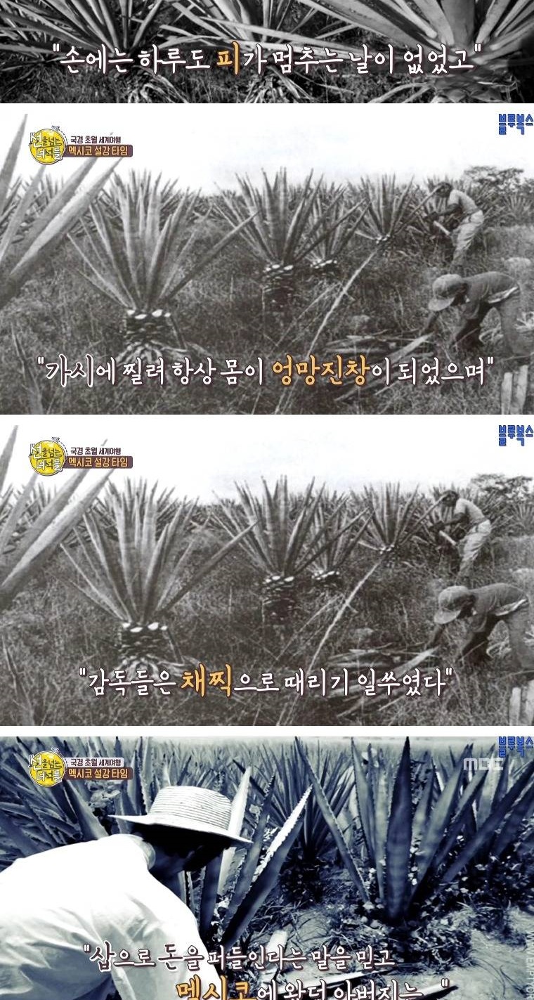 멕시코로 갔던 첫 조선인들