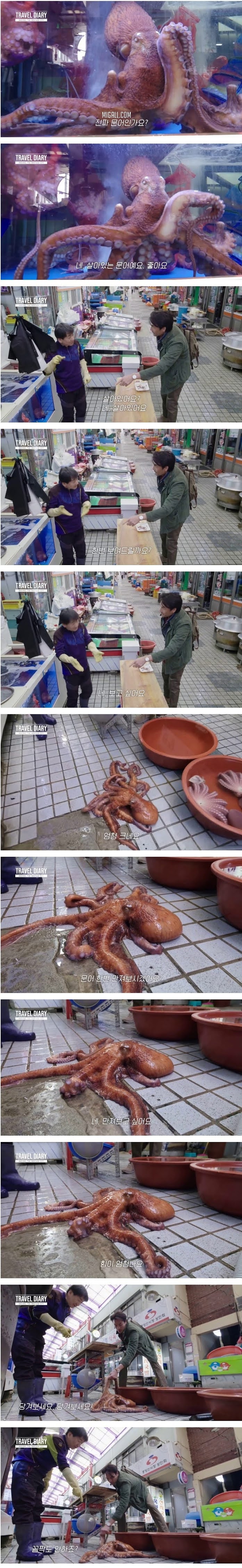 안동 문어와 고등어