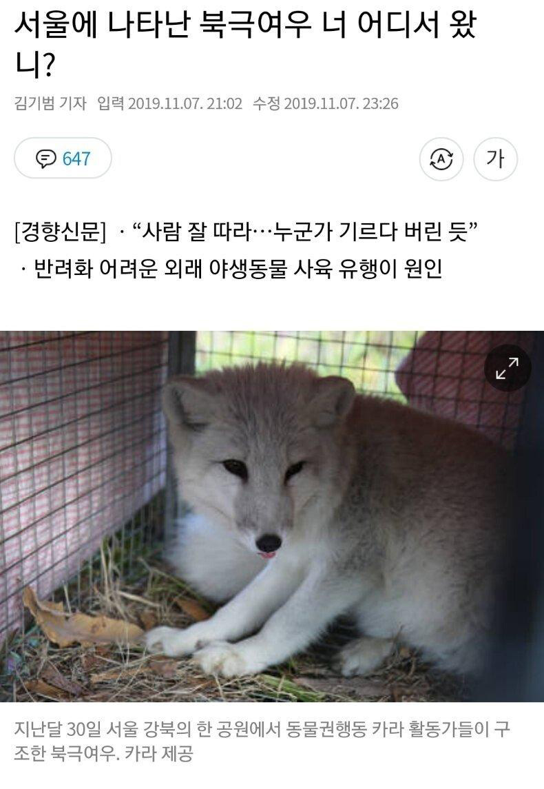 서울 한복판에 나타난 북극여우