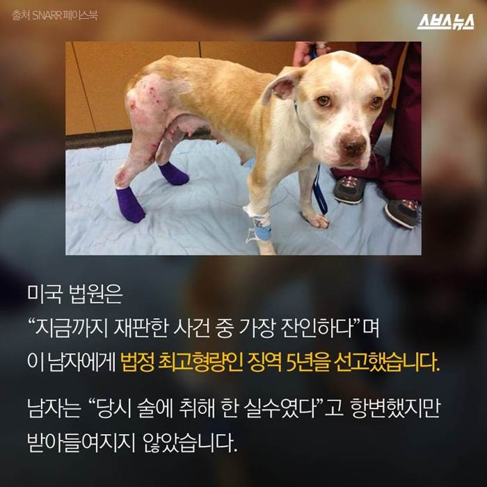 고양이 600마리 살해, 집행유예 2년 선고