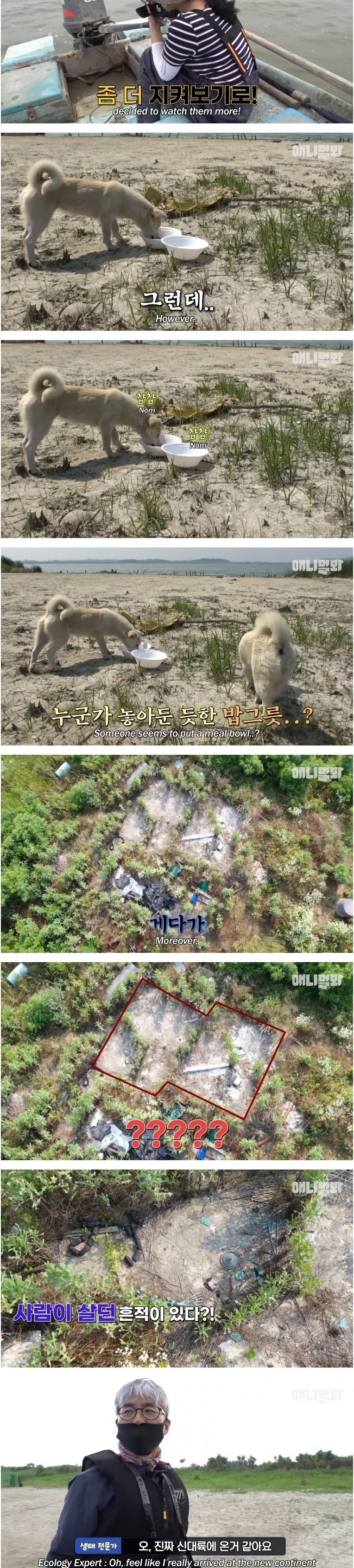 무인도에서 사는 백구 두마리