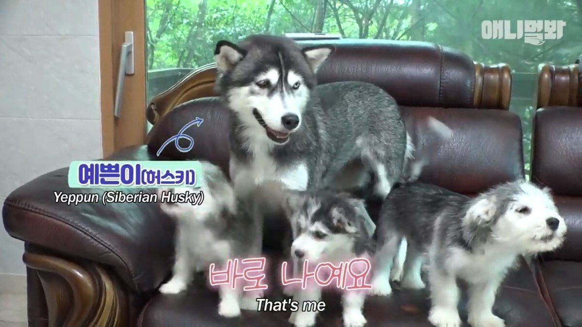 희귀 견종 말스키