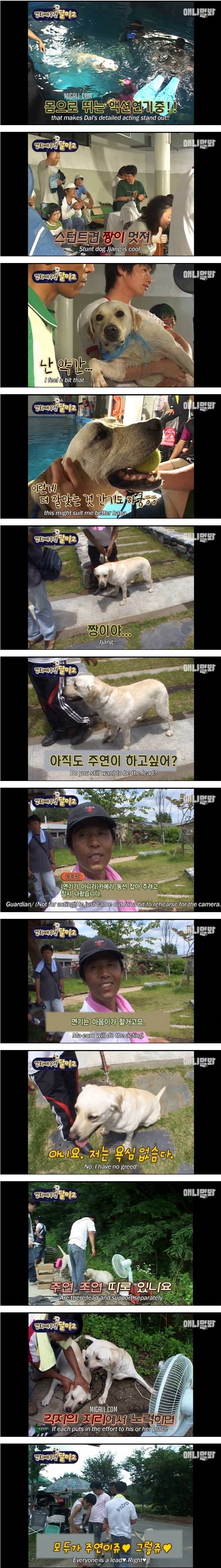 영화배우견 달이