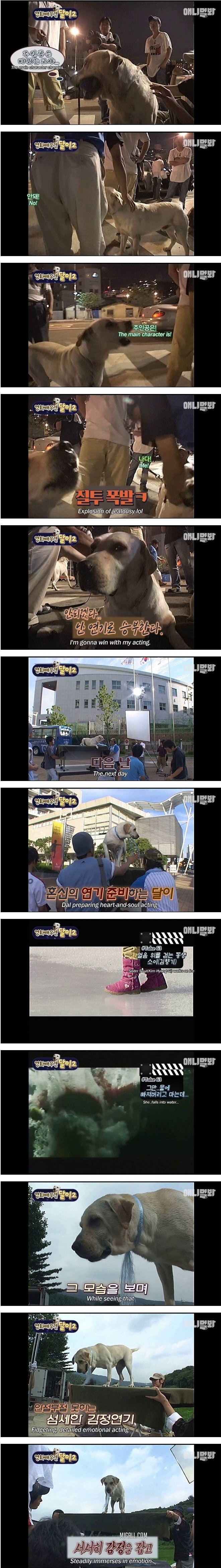 영화배우견 달이