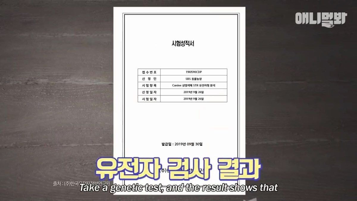 희귀 견종 말스키