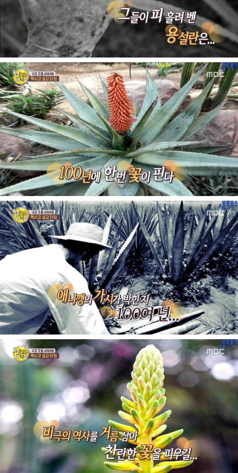 멕시코로 갔던 첫 조선인들