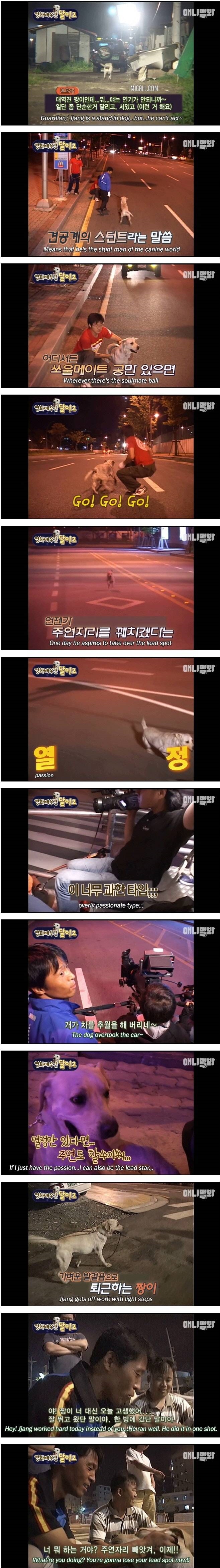 영화배우견 달이