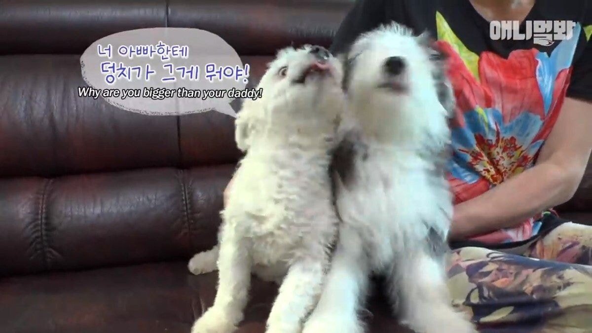 희귀 견종 말스키