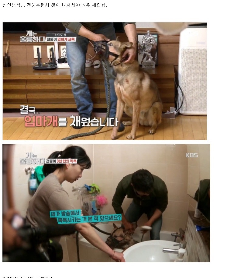 개통령 동물학대 논란