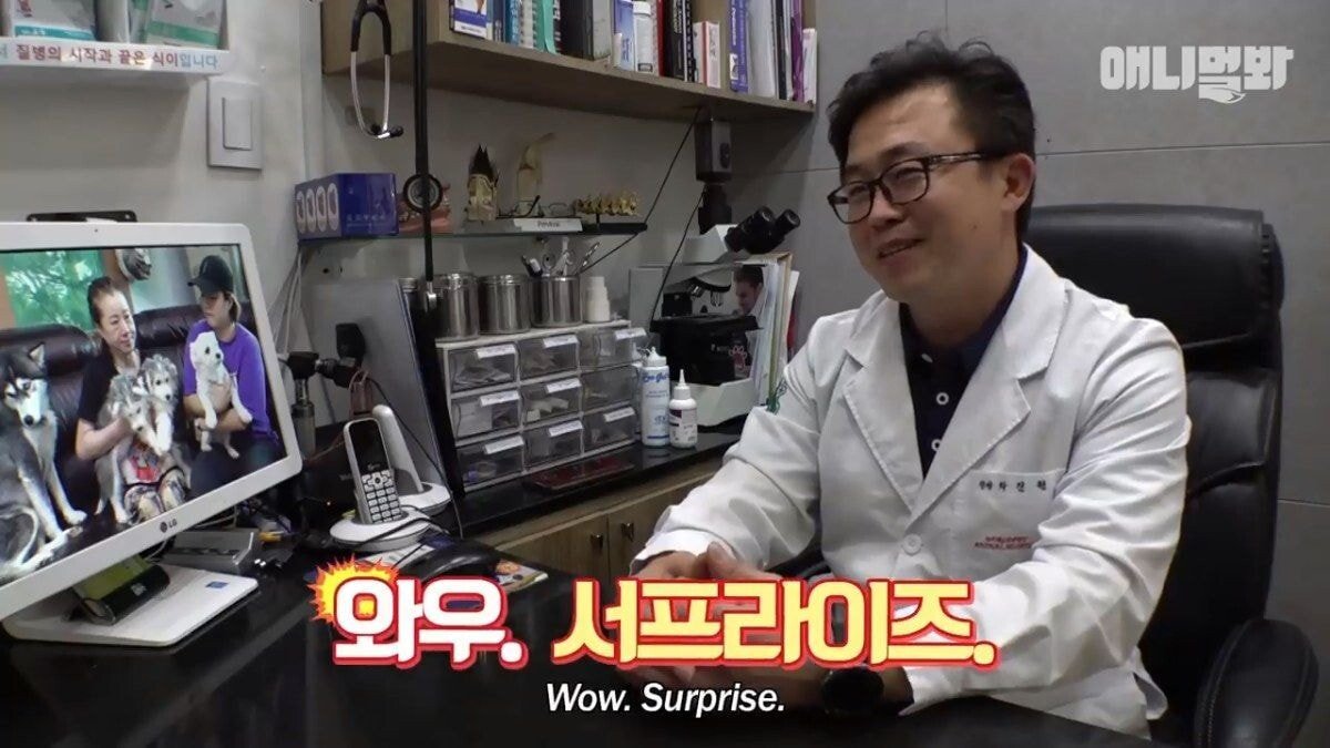 희귀 견종 말스키