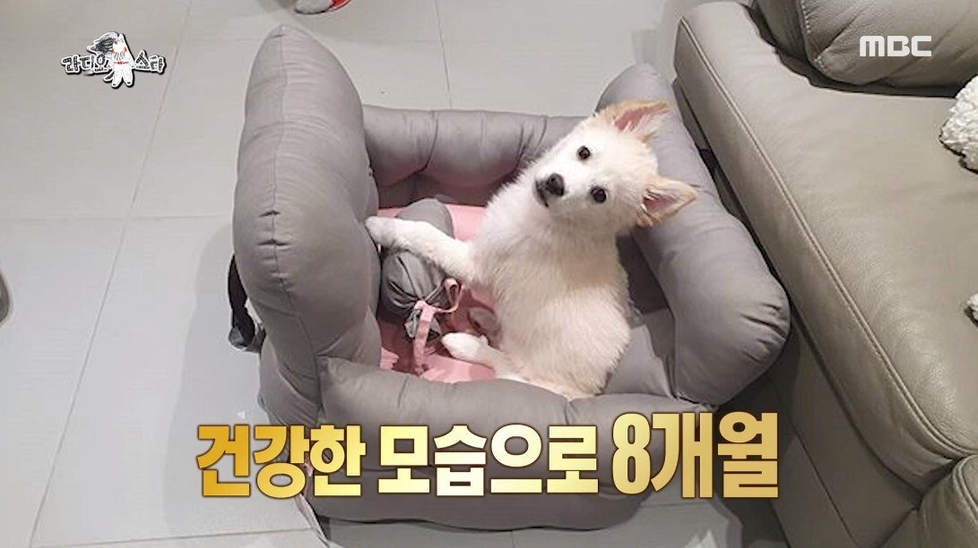 안락사 이틀 남긴 유기견을 입양