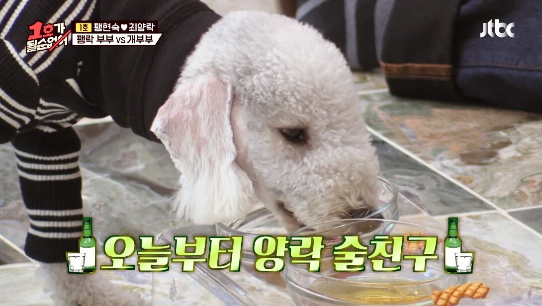 개라면 질색하던 최양락