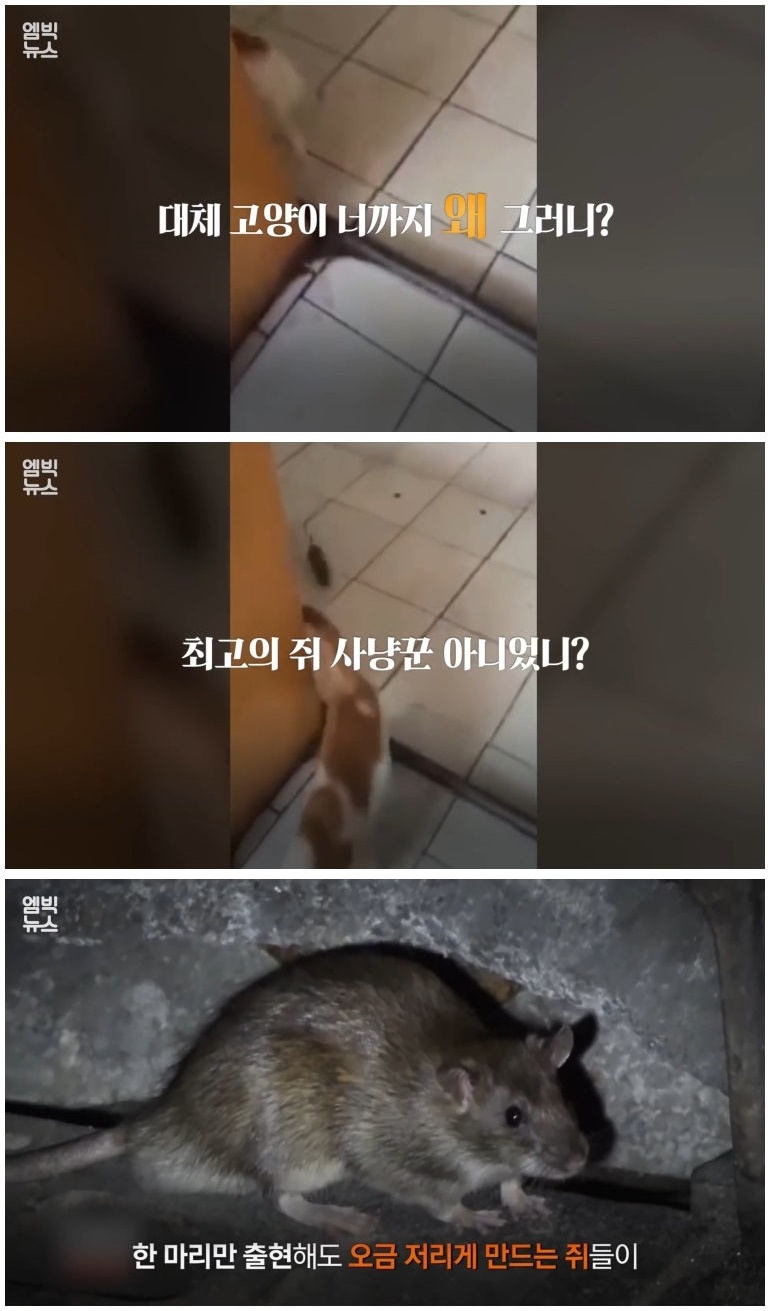 세계 곳곳 주요 도시에 창궐 중