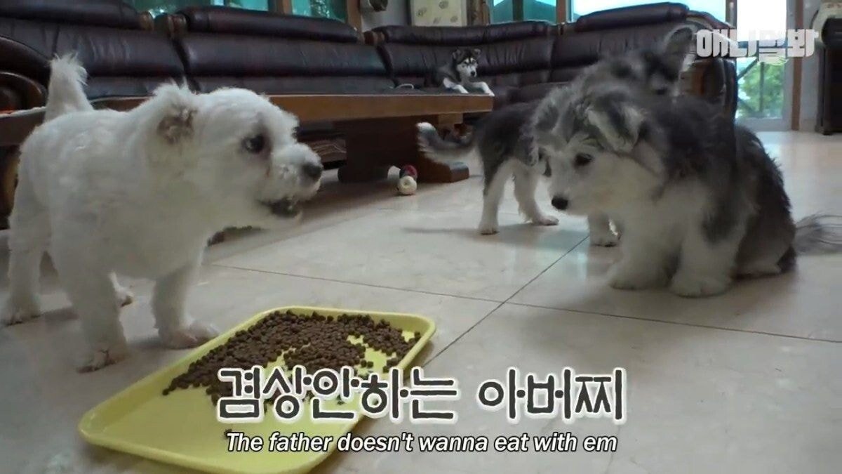 희귀 견종 말스키