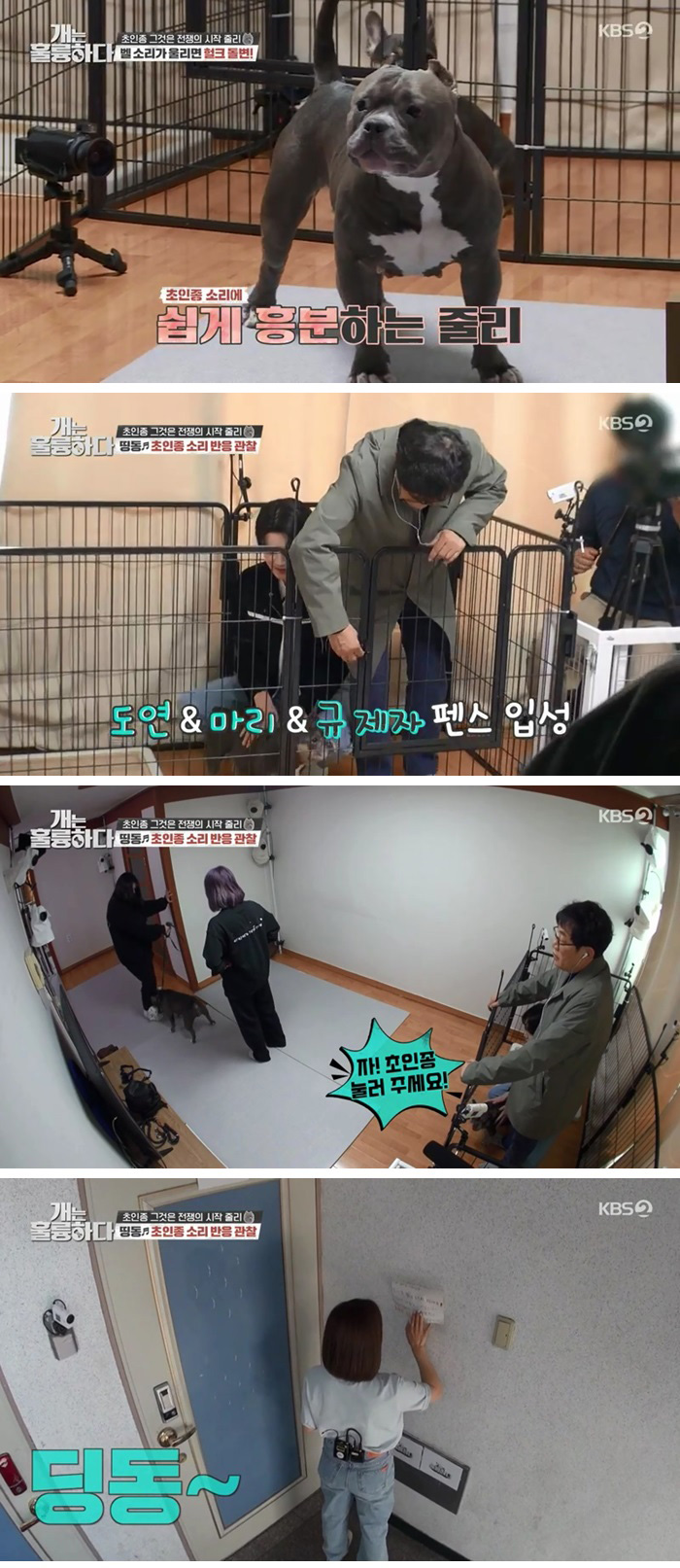 아메리칸 불리를 키우는 자매