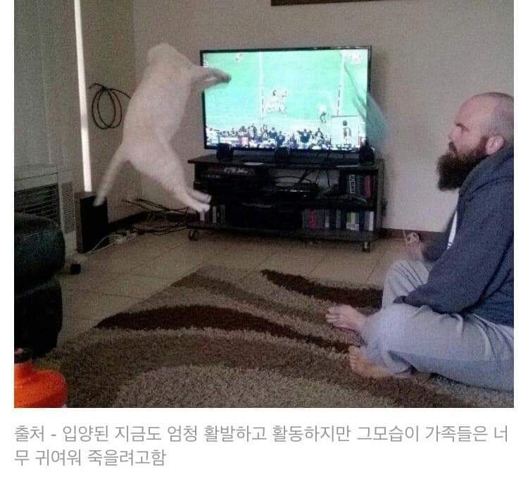 너무 활발해서 파양당한 고양이.JPG