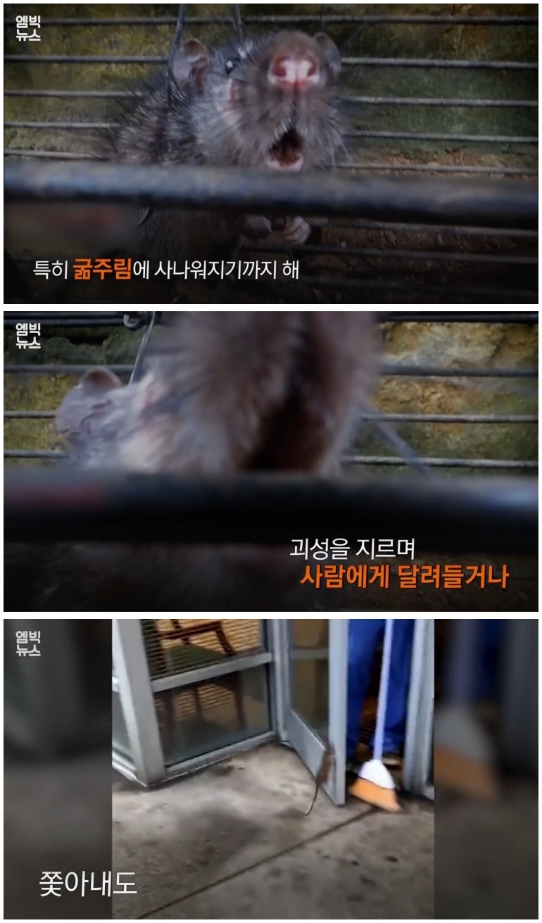 세계 곳곳 주요 도시에 창궐 중