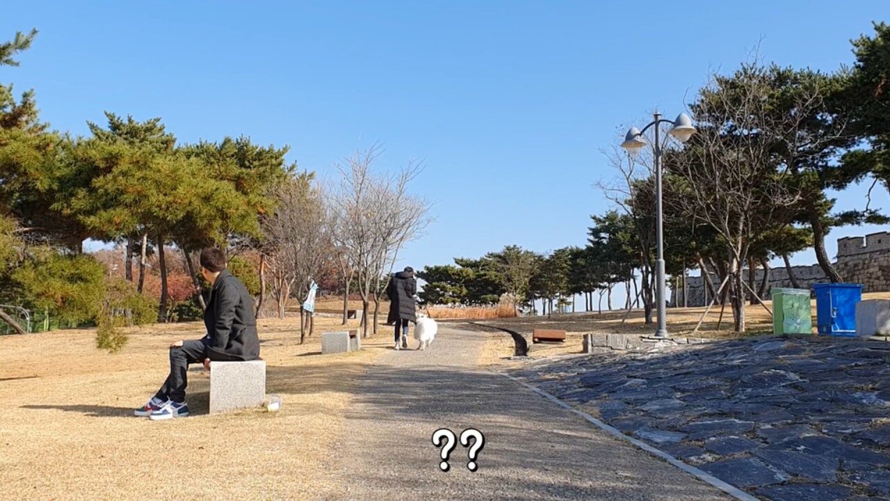 개에 관한 실험